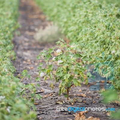 Cotton Field In Oakey Stock Photo