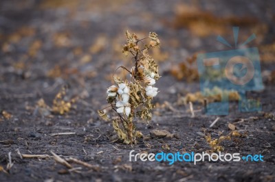 Cotton Field In Oakey Stock Photo