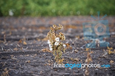 Cotton Field In Oakey Stock Photo