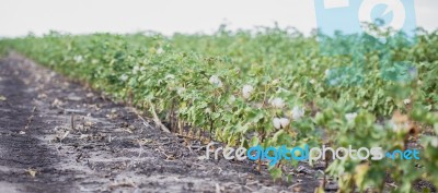 Cotton Field In Oakey Stock Photo