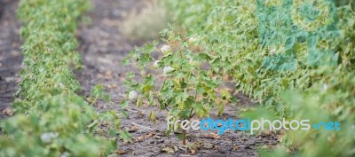 Cotton Field In Oakey Stock Photo