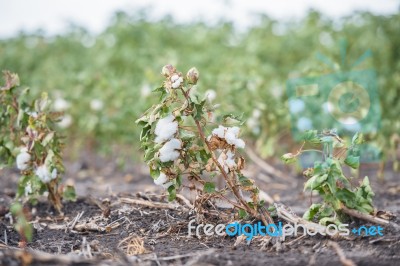 Cotton Field In Oakey Stock Photo