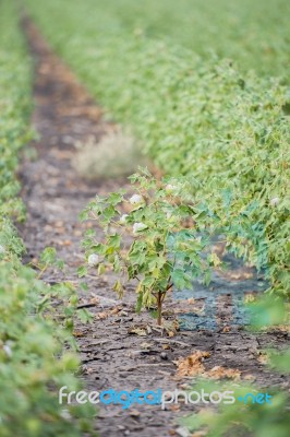 Cotton Field In Oakey Stock Photo