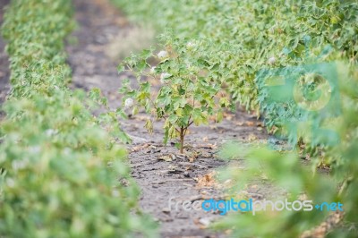 Cotton Field In Oakey Stock Photo