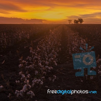 Cotton Field In Oakey, Queensland Stock Photo