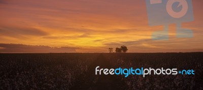 Cotton Field In Oakey, Queensland Stock Photo