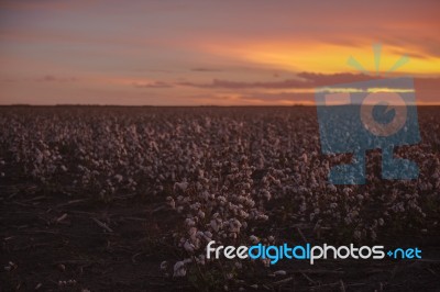 Cotton Field In Oakey, Queensland Stock Photo