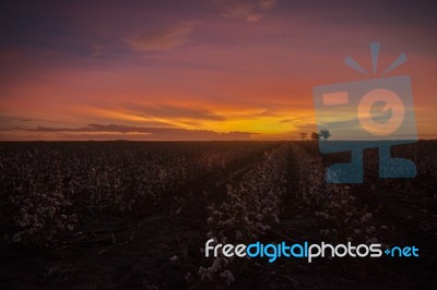 Cotton Field In Oakey, Queensland Stock Photo