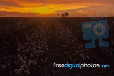 Cotton Field In Oakey, Queensland Stock Photo