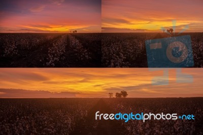 Cotton Field In Oakey, Queensland Stock Photo