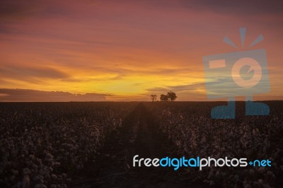 Cotton Field In Oakey, Queensland Stock Photo