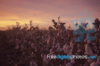 Cotton Field In Oakey, Queensland Stock Photo