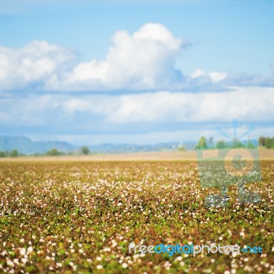 Cotton Field In Oakey, Queensland Stock Photo