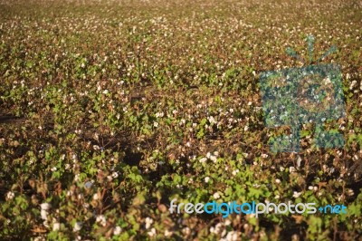 Cotton Field In Oakey, Queensland Stock Photo