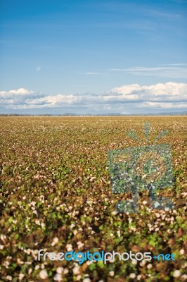 Cotton Field In Oakey, Queensland Stock Photo