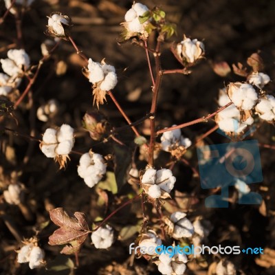 Cotton Field In Oakey, Queensland Stock Photo