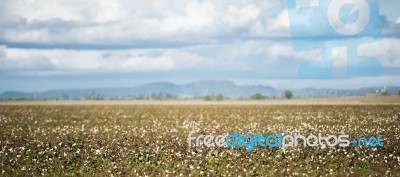 Cotton Field In Oakey, Queensland Stock Photo