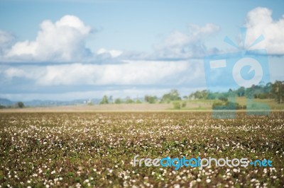 Cotton Field In Oakey, Queensland Stock Photo