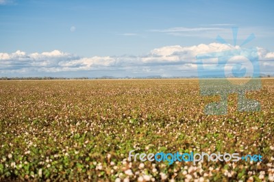 Cotton Field In Oakey, Queensland Stock Photo