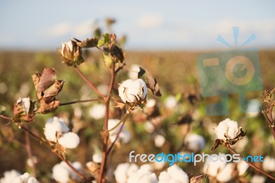 Cotton Field In Oakey, Queensland Stock Photo