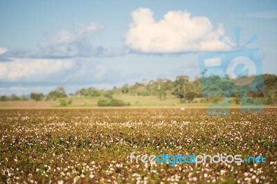 Cotton Field In Oakey, Queensland Stock Photo