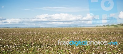 Cotton Field In Oakey, Queensland Stock Photo