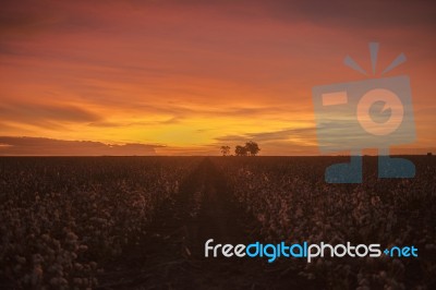 Cotton Field In Oakey, Queensland Stock Photo