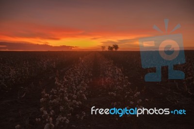 Cotton Field In Oakey, Queensland Stock Photo