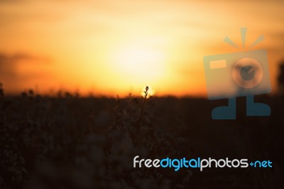 Cotton Field In Oakey, Queensland Stock Photo