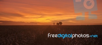 Cotton Field In Oakey, Queensland Stock Photo