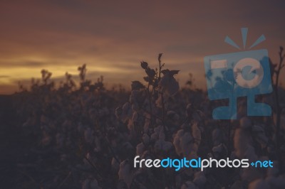 Cotton Field In Oakey, Queensland Stock Photo