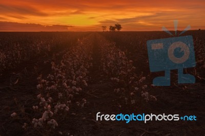 Cotton Field In Oakey, Queensland Stock Photo