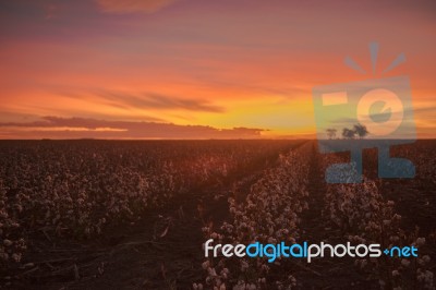 Cotton Field In Oakey, Queensland Stock Photo