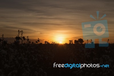 Cotton Field In Oakey, Queensland Stock Photo