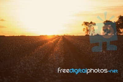 Cotton Field In Oakey, Queensland Stock Photo