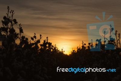 Cotton Field In Oakey, Queensland Stock Photo