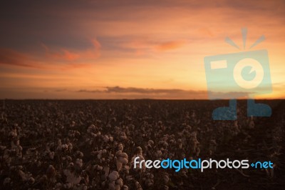 Cotton Field In Oakey, Queensland Stock Photo