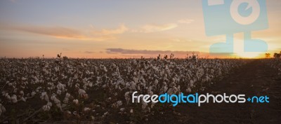 Cotton Field In Oakey, Queensland Stock Photo