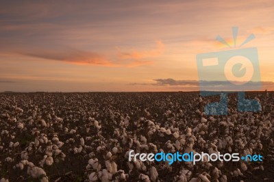 Cotton Field In Oakey, Queensland Stock Photo