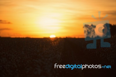 Cotton Field In Oakey, Queensland Stock Photo