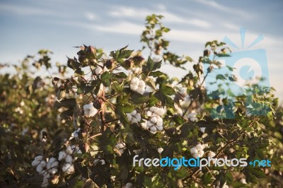 Cotton Field In Oakey, Queensland Stock Photo