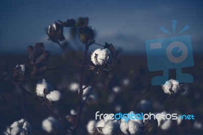 Cotton Field In Oakey, Queensland Stock Photo