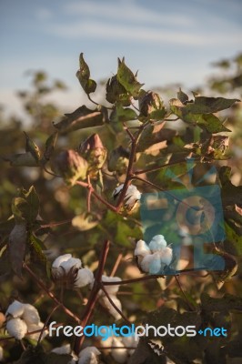 Cotton Field In Oakey, Queensland Stock Photo