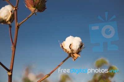 Cotton Field In Oakey, Queensland Stock Photo