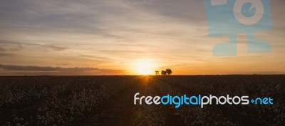 Cotton Field In Oakey, Queensland Stock Photo