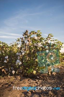 Cotton Field In Oakey, Queensland Stock Photo