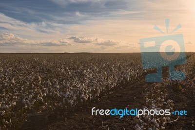 Cotton Field In Oakey, Queensland Stock Photo