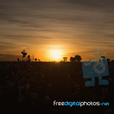 Cotton Field In Oakey, Queensland Stock Photo