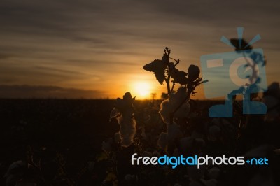 Cotton Field In Oakey, Queensland Stock Photo