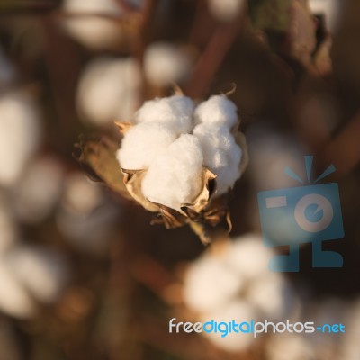 Cotton Field In Oakey, Queensland Stock Photo